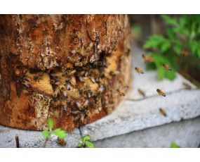 토종목청꿀 2.4kg